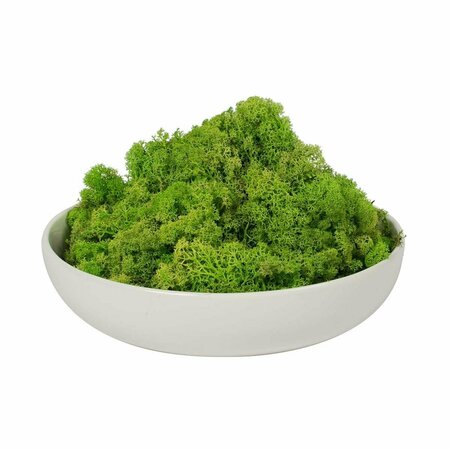 DARE2DECOR 9 lbs Preserved Reindeer Moss, Apple Green DA3258752